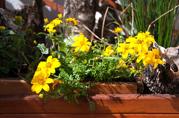 istock Beautiful yellow balcony flowers 547141736