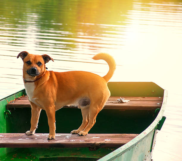 istock Little red dog on walk 547141806