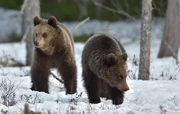 istock Cubs of Brown Bear on the snow 547142040