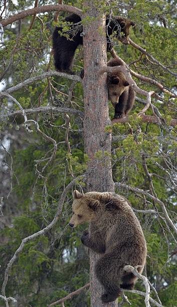 istock The Bear family on a Pine tree. 547142130