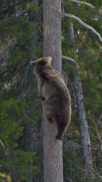 istock Female of Brown Bear on a pine tree. 547142344