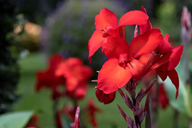 Red Canna Lilly bloom in natural setting. Image shot with Canon Rebel T6s 24 Megapixel DIGIC 6, 24-105mm f/4L IS USM lens, 100 ISO.