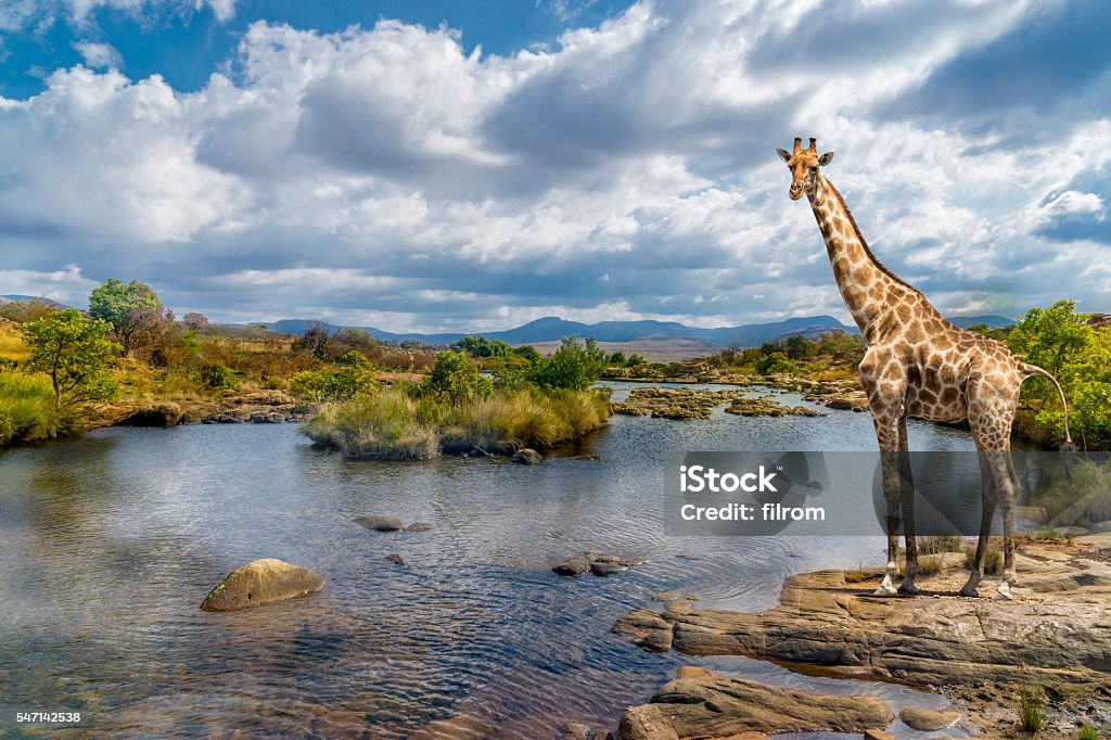 South africa river giraffe Picturesque shot of a giraffe, standing at the river bank. Giraffe Stock Photo