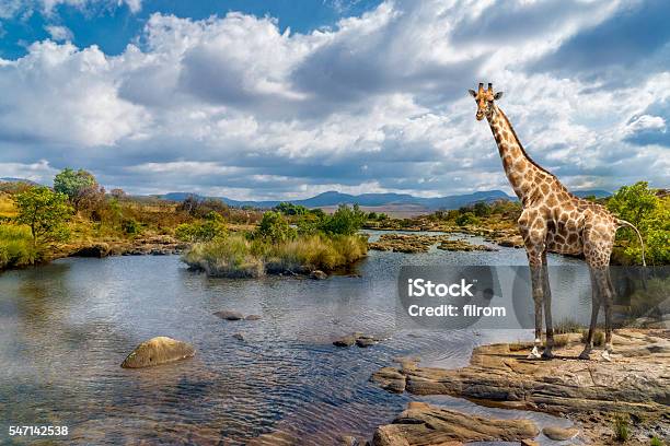 South Africa River Giraffe Stock Photo - Download Image Now - Giraffe, Africa, South