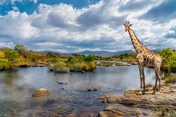 żyrafa rzeczna rpa - south african giraffe zdjęcia i obrazy z banku zdjęć