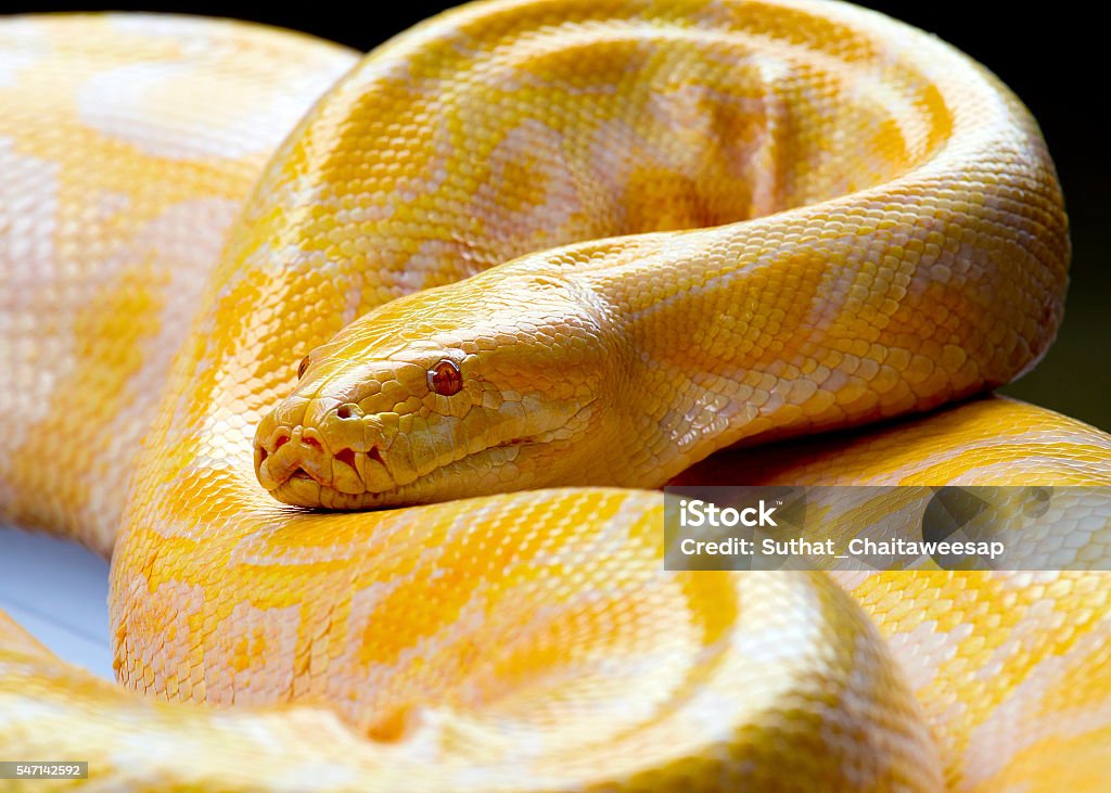 Gold Python Animal Gold Pythonreticulated Python Stock Photo - Download Image Now - iStock