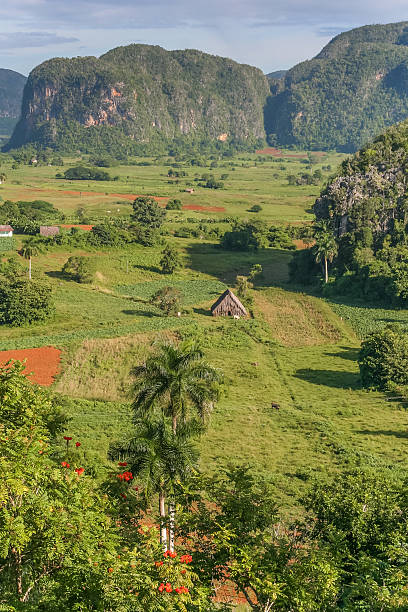 istock Valle Vinales in the west of Cuba 547143260