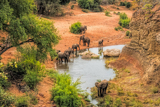 istock Water hole elephants national park 547143296