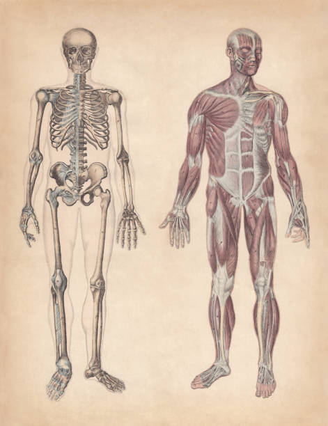 인간의 골격과 근육, 손으로 색깔 의 조각, 1861 년에 출판 - human bone the human body healthcare and medicine human skeleton stock illustrations