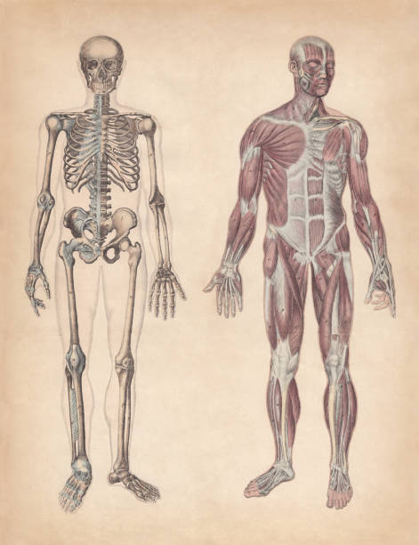 Human skeleton and muscles, hand-coloured engraving, published in 1861 Human skeleton and muscles. Hand-coloured engraving, published in 1861. animal muscle stock illustrations