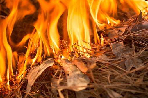 Fire Burning through Forest Floor