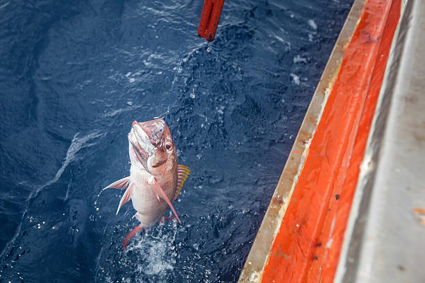 istock fishing Rusty jobfish and pulling up from the sea 547144694