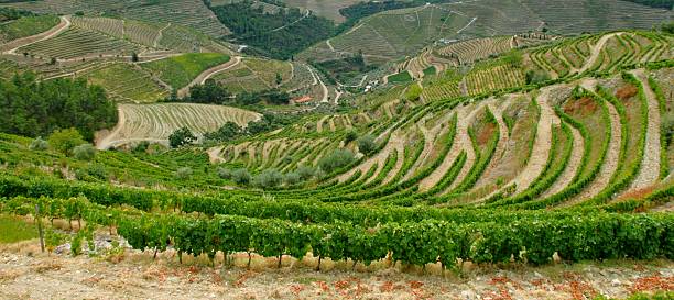 istock Douro Valley, Portugal 547145356