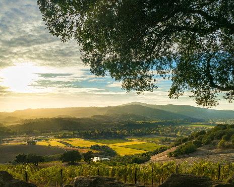 Vista of Sonoma Valley wine country in autumn. Looking down on patches of yellow and green vines. Sun rays shine over mountains and valleys, tree in foreground.