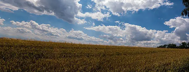Wheat field in Bolechowice (Poland)