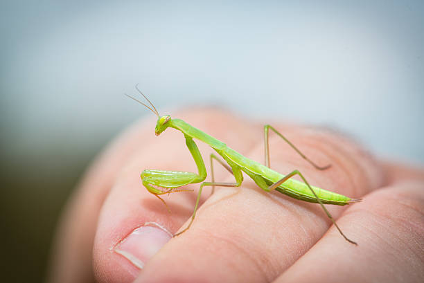 istock The praying mantis is resting on my arm 547148074