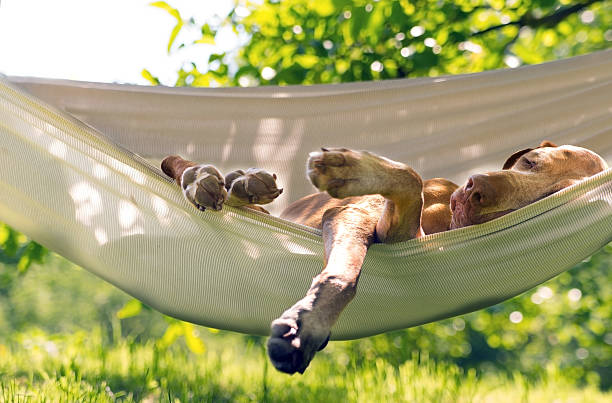 Dog sleep in the hammock Dog sleep in the summer garden and enjoy hammock. hammock stock pictures, royalty-free photos & images