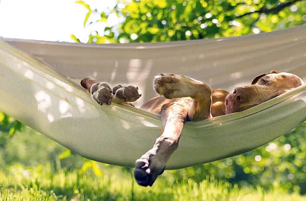 Dog sleep in the summer garden and enjoy hammock.