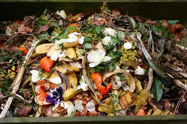 Fresh bio-waste and compost in the garden with white roses