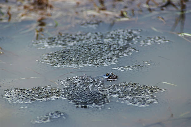 istock Frog sex act 547150478