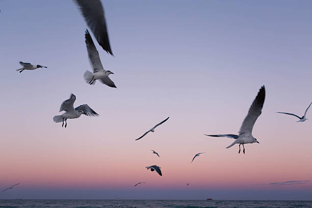 istock Flying seagulls during sunset near the ocean 547150644
