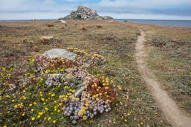 blumen und trail an der kalifornischen küste - mendocino county northern california california coastline stock-fotos und bilder