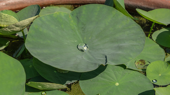 lotus leaf on water