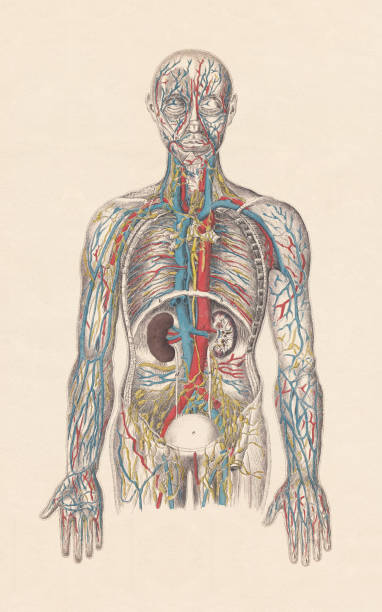 ludzki układ krążenia, grawerowanie w kolorze ręcznym, opublikowane w 1861 roku - human blood vessel human artery human cardiovascular system human vein stock illustrations