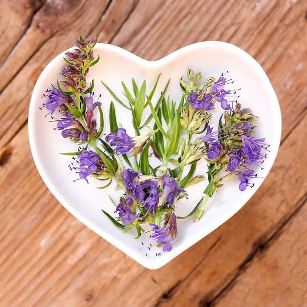 istock Homeopathy and cooking with hyssop 547153776