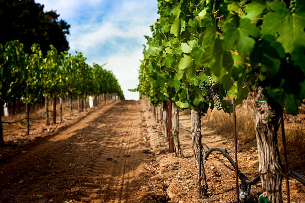 fila di viti con veraison di uva, vigneto napa valley california - vineyard in a row crop california foto e immagini stock