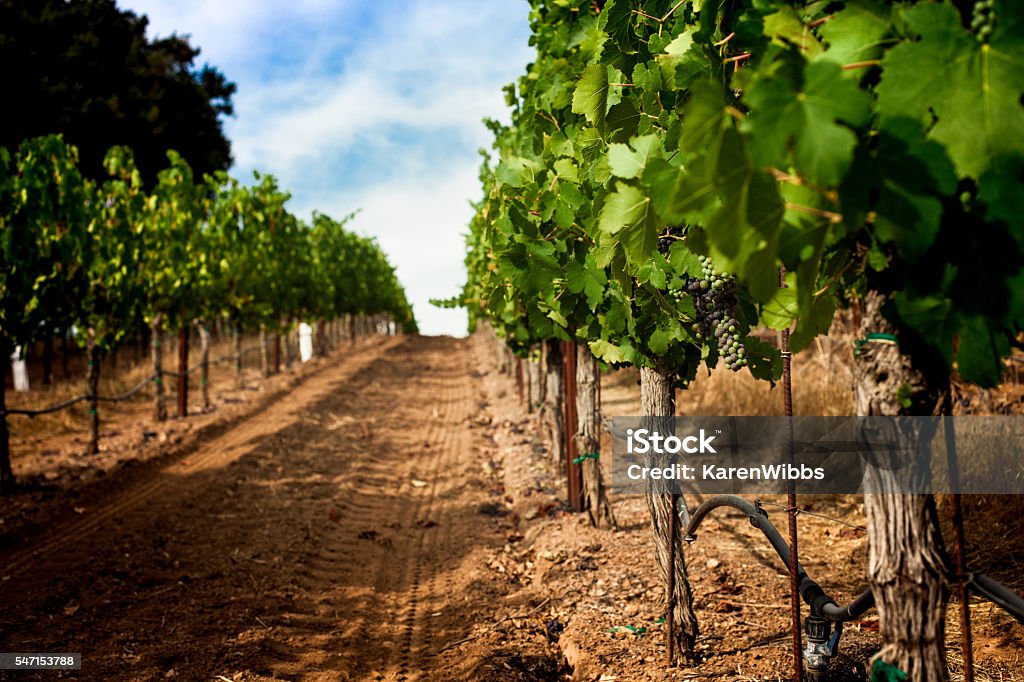 Grapevine row with veraison of grapes, Napa Valley California vineyard Dirt in a vineyard row in Napa wine country. Green grapes turn red on a single grape cluster. Blue sky on a sunny day. Vineyard Stock Photo