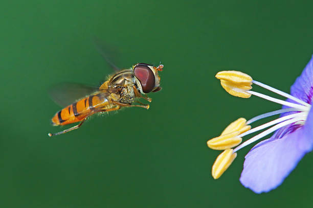 hover fly - insect fly animal eye single flower foto e immagini stock