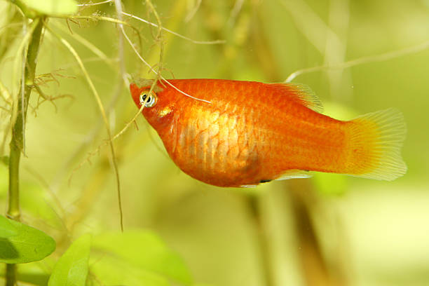 platy   (xiphophorus maculatus) - aquaristik imagens e fotografias de stock