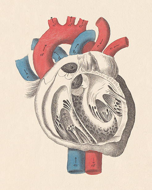 illustrations, cliparts, dessins animés et icônes de anatomie du cœur humain, gravure coloriée à la main, publiée en 1861 - septum interventriculaire