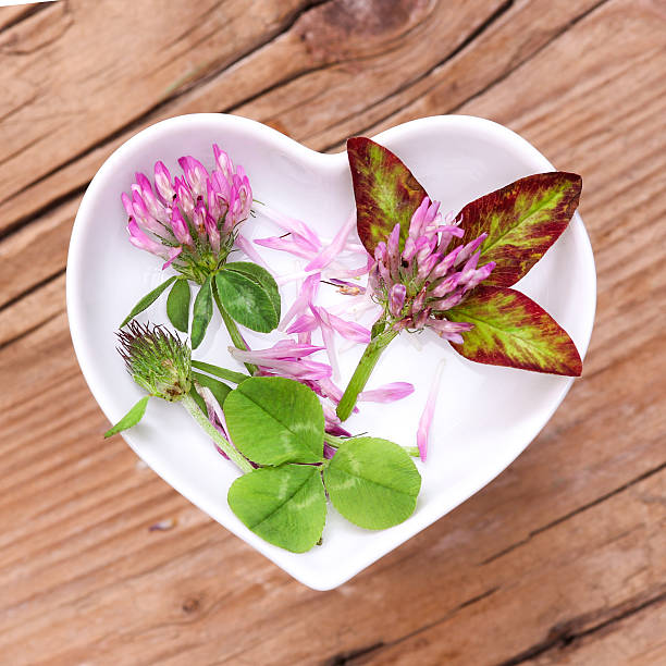 istock Homeopathy and cooking with red clover 547154802
