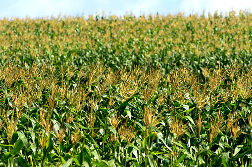 A close-up image of a corn plantation