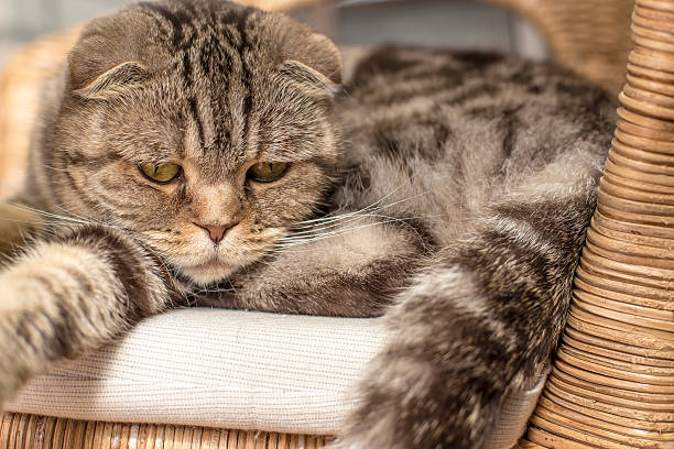 istock sad cat lies on a rattan chair 547155232