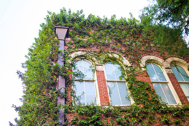 istock Windows Covered With Green Vine Plant Low Angle View 547157814