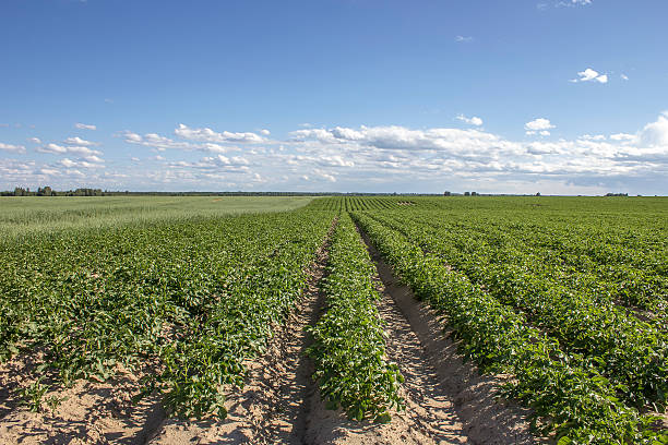 istock Field potatoes and oats in a rural landscape 547159076