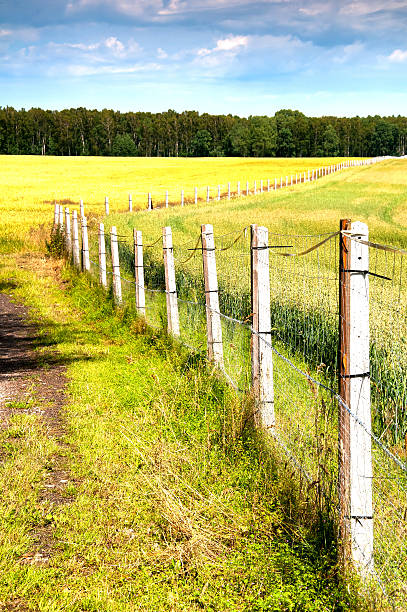 istock Fenced country road in the sun 547159778