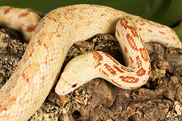 istock Adult bullsnake 547160190