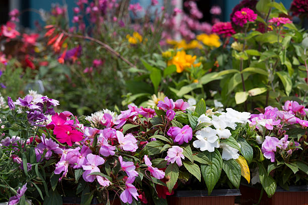 istock Flowers on Public Market 547160938