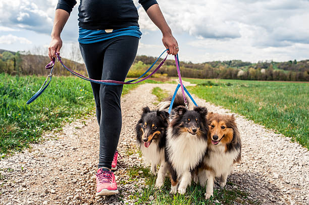 Pregnant woman walking her dogs stock photo