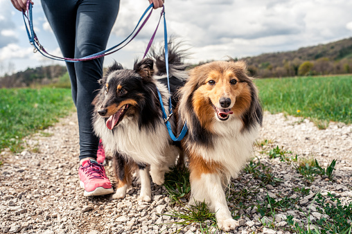 Pregnant woman walking her dogs