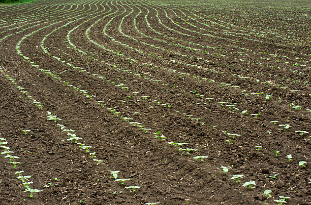 istock New life in spring. Baby sunflower. 547162820