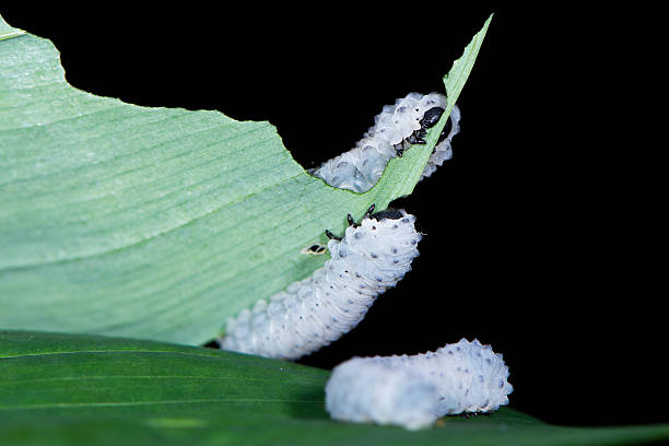 istock Solomon's-seal sawfly (Phymatocera aterrima) larvae feeding 547163044