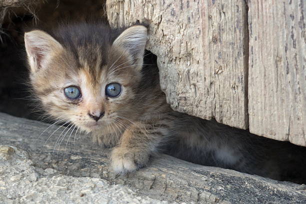 Kitten stock photo