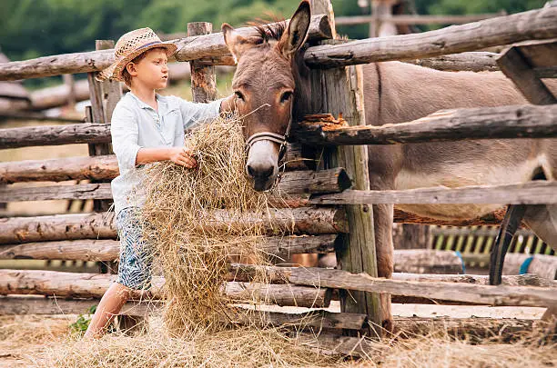 Boy feeding a donkey with hay on the farm