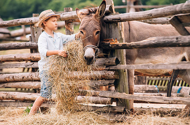 chłopiec karmiący osioł z sianem na farmie - rick zdjęcia i obrazy z banku zdjęć