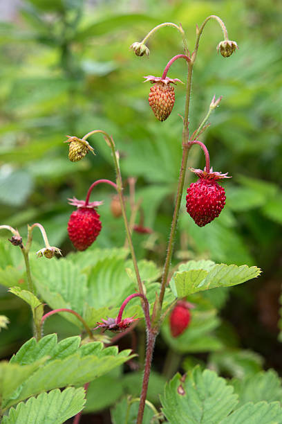 ripe and unripe strawberries on the bush. stock photo